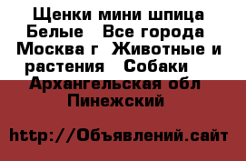 Щенки мини шпица Белые - Все города, Москва г. Животные и растения » Собаки   . Архангельская обл.,Пинежский 